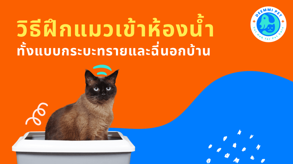 วิธีฝึกแมวเข้าห้องน้ำ ทั้งแบบกระบะทรายและฉี่นอกบ้าน_cats-train-toilets-litter-box