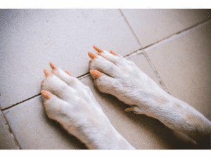 1_how to trim nail correctly (การตัดเล็บเท้าสุนัขที่ถูกวิธี) (1)