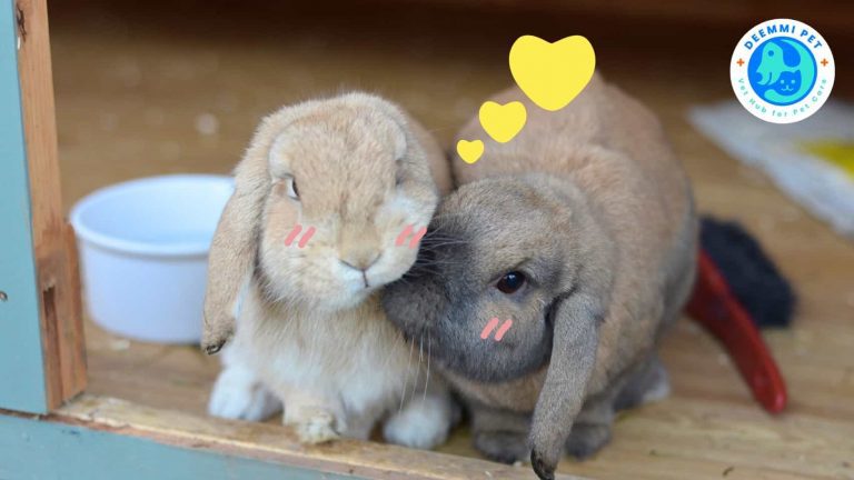 4A_4 เหตุผล ทำไมกระต่ายเลียขนบ่อย_:rabbits-reasons-licking-fur