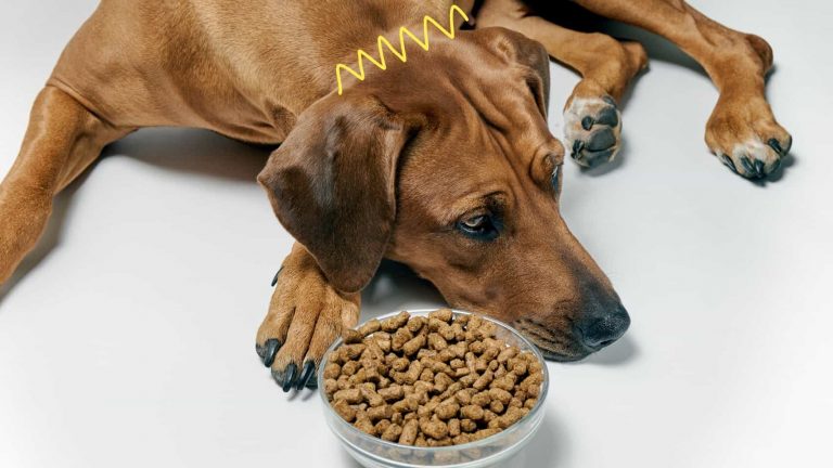 4A_แมวและสุนัขท้องเสียแบบไหน ควรรีบพาไปพบหมอด่วน_dogs-cats-diarrhea-vets