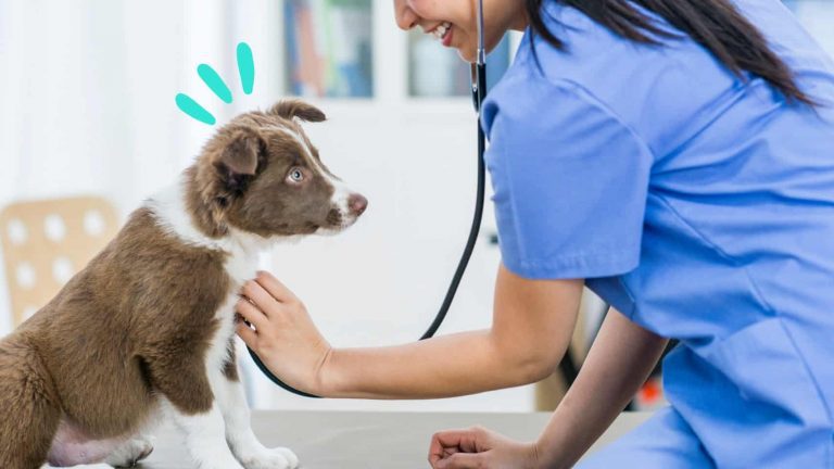 6A_แมวและสุนัขท้องเสียแบบไหน ควรรีบพาไปพบหมอด่วน_dogs-cats-diarrhea-vets