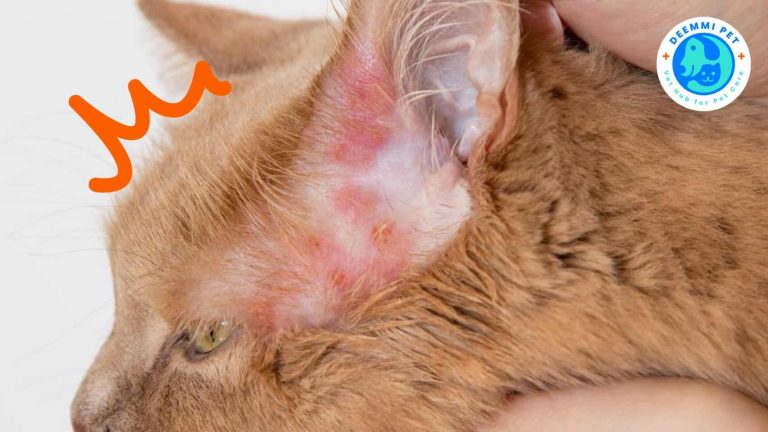 7A_เชื้อราแมวติดคนได้ ลักษณะแมวเป็นเชื้อราดูยังไง_cats-ringworm-dermatitis-disease
