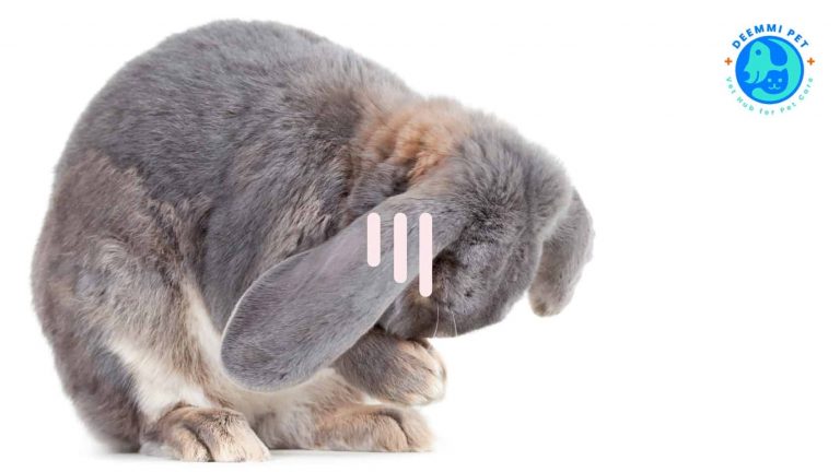 8สัญญาณกระต่ายป่วย_deemmi_rabbits-signs-for-sick_2