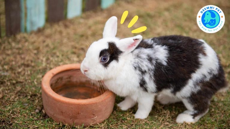 8สัญญาณกระต่ายป่วย_deemmi_rabbits-signs-for-sick_4