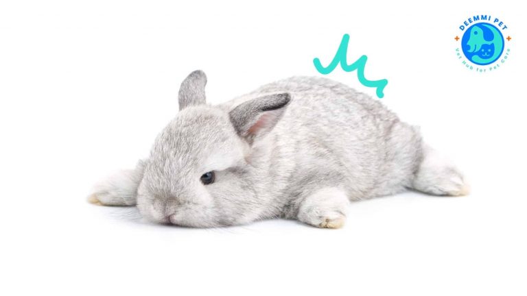 8สัญญาณกระต่ายป่วย_deemmi_rabbits-signs-for-sick_6