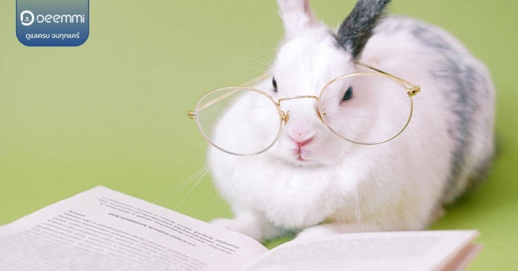 10 tips for rabbit care management (10 เรื่องน่ารู้ของการเลี้ยงกระต่าย)