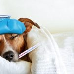 7 things you need to know about lung pneumonia in dogs(7 ข้อควรรู้เกี่ยวกับเรื่องสุนัขปอดอักเสบ)