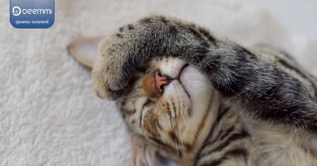 Deemmi-8 representative posts to show cats love you (8 ท่าทางน่ารักที่บอกว่าแมวอ้อนเราอยู่ (1)