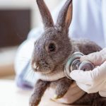 Signs of rabbit sick (8 สัญญาณที่บอกว่ากระต่ายป่วย ไม่สบาย)