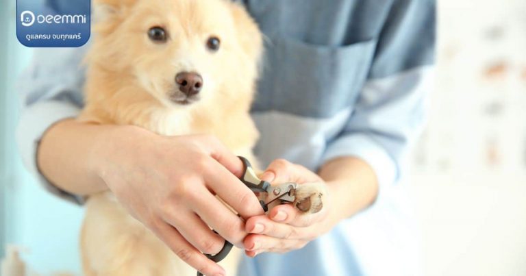 Deemmi-dog trim nail without blood (วิธีตัดเล็บสุนัขเองไม่ให้เลือดออก มือใหม่ก็ทำได้) (1)