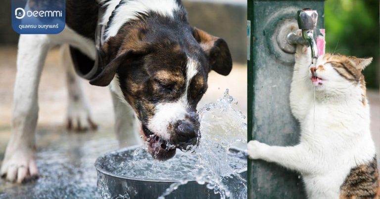 Dogs and cats drink too much water, perhaps diseases (แมวและสุนัขกินน้ำเยอะ ฉี่บ่อย เกิดจากอะไร )