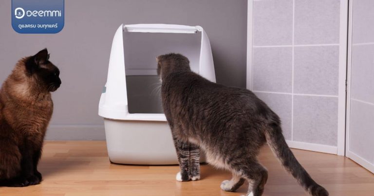 Deemmi-how to train cats for toilets (วิธีฝึกแมวเข้าห้องน้ำ) (1)