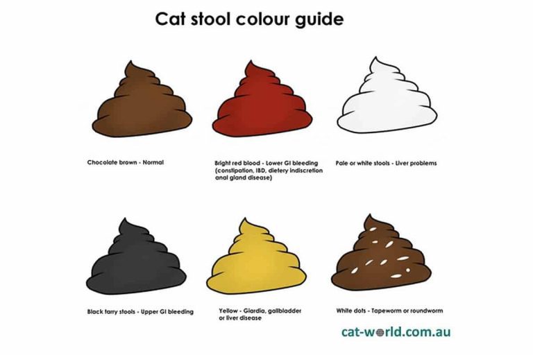 cat stool color guide (สึอึของแมว)