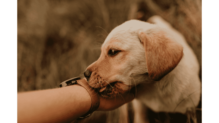 dogs lick hand (ภาษาหมาเลียมือเพื่อบอกรัก) (1)