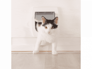 doors to train cats for toilets (เตรียมอุปกรณ์ฝึกแมวเข้าห้องน้ำ) (1)