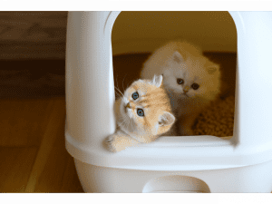 items to train cats for toilets (เตรียมอุปกรณ์ฝึกแมวเข้าห้องน้ำ) (1)
