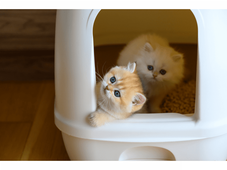 items to train cats for toilets (เตรียมอุปกรณ์ฝึกแมวเข้าห้องน้ำ) (1)