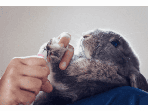 How to take care of rabbits' nails (การตัดเล็บกระต่าย)