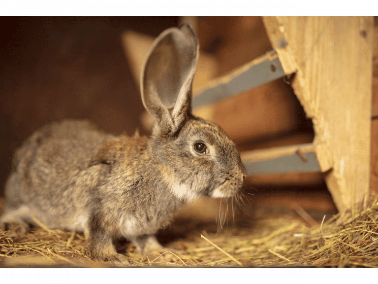 How to manage rabbits pee and fecies (การสอนกระต่ายขับถ่าย)