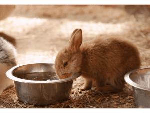 Prepare food and water item for rabbit (การเตรียมถาดน้ำถาดอาหาร)