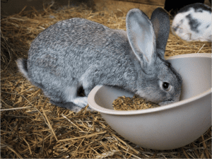 How to feed adult rabbits (การให้อาหารกระต่ายโต)