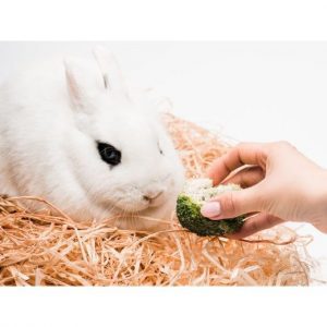 Sick rabbits stop eating food and water(การไม่กินอาหารและน้ำ)