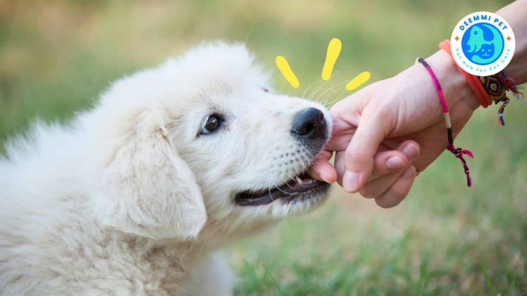 พฤติกรรมลูกสุนัขชอบกัดแทะมือเท้าคน_dogs-bite-behaviors-problems
