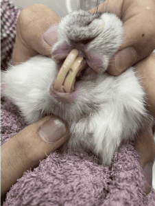 Sick rabbits can not shut their mouths up (ฟันไม่สบกัน)