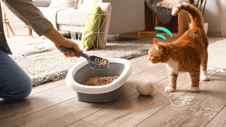 วิธีฝึกแมวเข้าห้องน้ำ _cats-train-toilets-litter-box
