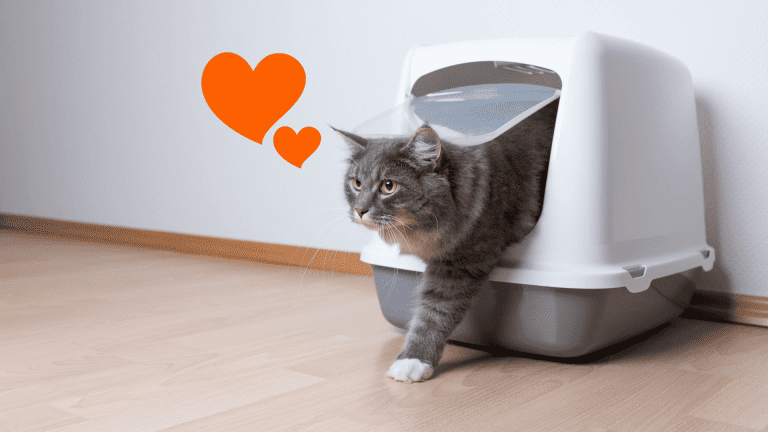 วิธีฝึกแมวเข้าห้องน้ำ _cats-train-toilets-litter-box_1