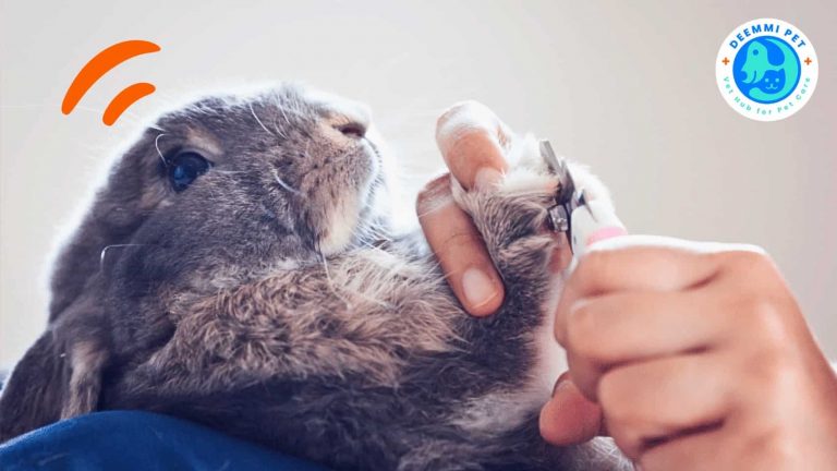 เลี้ยงกระต่ายให้ถูกวิธีควรอ่าน10เรื่องนี้ก่อน_deemmi_rabbits-beginner-management-guideline_4