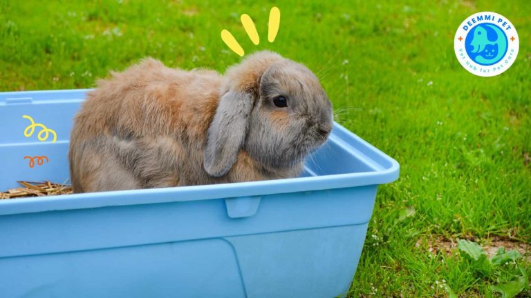 เลี้ยงกระต่ายให้ถูกวิธีควรอ่าน10เรื่องนี้ก่อน_deemmi_rabbits-beginner-management-guideline_8