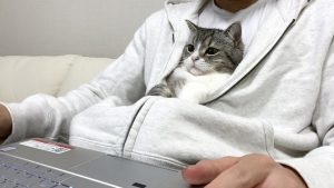 โมจิมารุแมวสก็อตติชโฟลด์จากญี่ปุ่น ถูกบันทึกใน Guinness World Record of mochimaru cat (1)