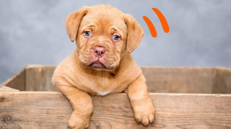 1D_เลี้ยงสุนัขพันธุ์อะไรดี 7 ข้อควรรู้ก่อนซื้อน้องหมา_dogs-consider-criteria-newmember