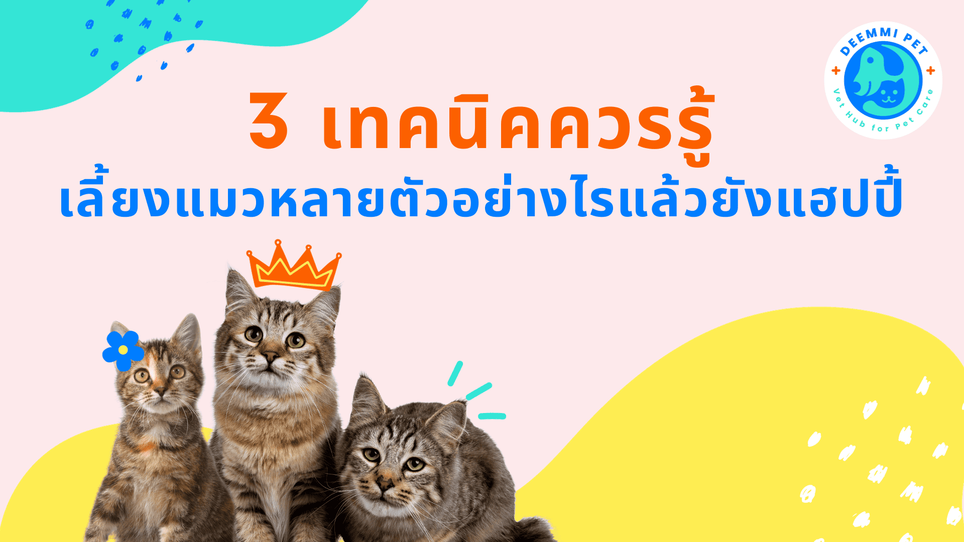 3 เทคนิคควรรู้เลี้ยงแมวหลายตัวอย่างไรแล้วยังแฮปปี้