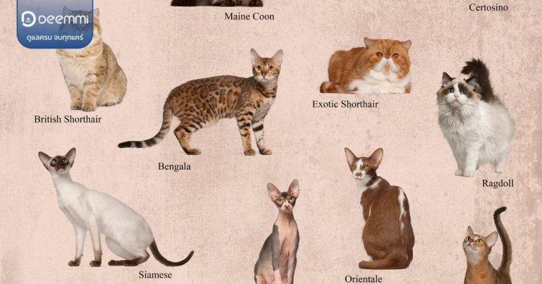 Deemmi-cat breed suits for each owner (นิสัยแมว แบบไหนที่จะเข้ากับทาสแมว) (1)