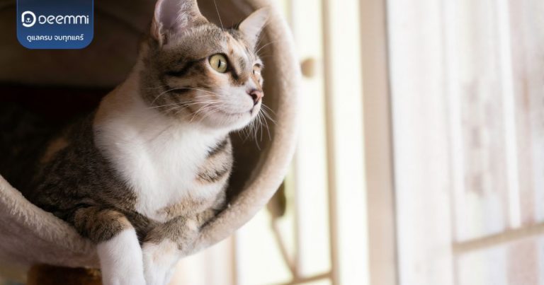 Deemmi-cats condominium management guide (เลี้ยงแมวในคอนโด)