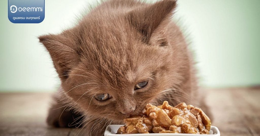 Deemmi-cats food salty with renal disease(อาหารแมวเค็มกับโรคไต) (1)