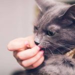 Deemmi-cats with human as friendship แมวคิดยังไงกับมนุษย์ ) (1)