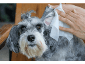 How to solve dogs with heat stroke (การปฐมพยาบาลช่วยเหลือสุนัขที่ช็อคหมดสติจากโรคลมแดด) (1)