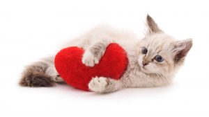 Taurine effects heart muscle in cats (ทอรีนกับกล้ามเนื้อหัวใจ) (1)
