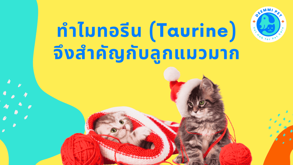 ทำไมทอรีน (Taurine) จึงสำคัญกับลูกแมวมาก_cats-importance-taurine-kitties