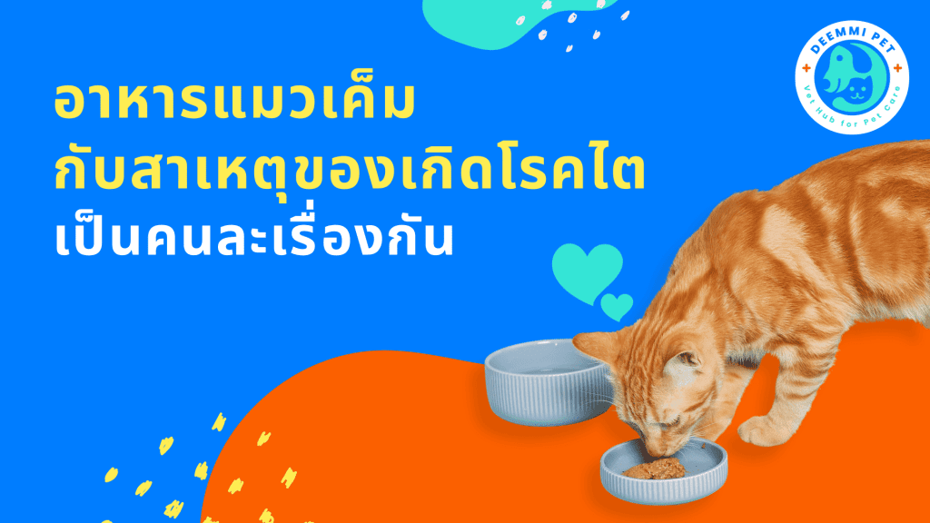 อาหารแมวเค็มกับสาเหตุของเกิดโรคไต เป็นคนละเรื่องกัน_cats-salty-food-renal-disease