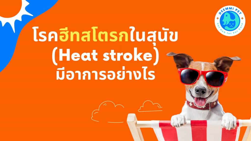 โรคฮีทสโตรกในสุนัข (Heat stroke) มีอาการอย่างไร_dogs-danger-heat-stroke