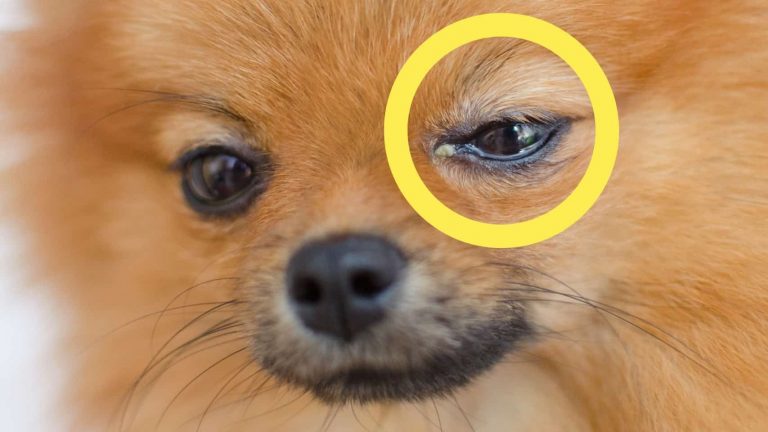 1A_แมวตาแฉะ หมาตาแฉะ 7 ความผิดปกติของโรคตาในสัตว์_cats-dogs-eye-diseases