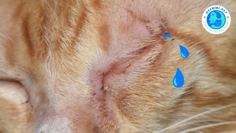 1A_โรคหัดแมว และหวัดแมว 2 โรคฮิตหน้าหนาวของเจ้าเหมี่ยว_cats-diseases-flu-parvovirus-winter