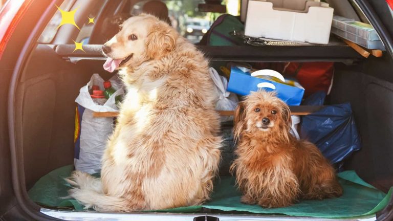 1C_พาหมาเที่ยวครั้งแรก 3 เรื่องต้องเตรียมก่อนออกเดินทาง_dogs-management-transportation-car-pet