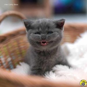 Cats smiles (มุมมองและการจับจังหวะในการถ่าย)