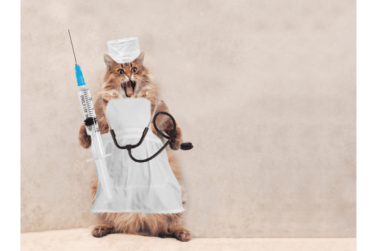 Cats with vaccination (เตรียมพร้อมในการสร้างภูมิคุ้มกันให้น้องแมว)
