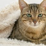 Deemmi-cats-diseases-flu-parvovirus-winter (โรคหัดแมว และหวัดแมว 2 โรคฮิตหน้าหนาวของเจ้าเหมี่ยว) (1)